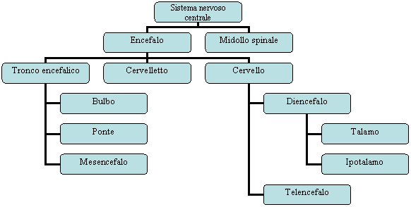 Organization Chart