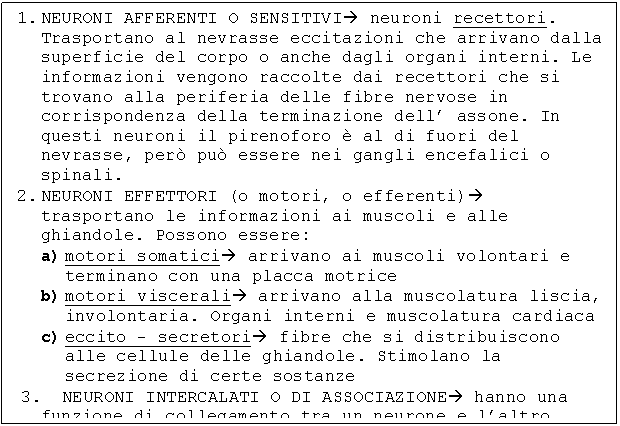 Text Box: 1. NEURONI AFFERENTI O SENSITIVI neuroni recettori. Trasportano al nevrasse eccitazioni che arrivano dalla superficie del corpo o anche dagli organi interni. Le informazioni vengono raccolte dai recettori che si trovano alla periferia delle fibre nervose in corrispondenza della terminazione dell' assone. In questi neuroni il pirenoforo  al di fuori del nevrasse, per pu essere nei gangli encefalici o spinali.
2. NEURONI EFFETTORI (o motori, o efferenti) trasportano le informazioni ai muscoli e alle ghiandole. Possono essere: 
a) motori somatici arrivano ai muscoli volontari e terminano con una placca motrice 
b) motori viscerali arrivano alla muscolatura liscia, involontaria. Organi interni e muscolatura cardiaca
c) eccito - secretori fibre che si distribuiscono alle cellule delle ghiandole. Stimolano la secrezione di certe sostanze 
3. NEURONI INTERCALATI O DI ASSOCIAZIONE hanno una funzione di collegamento tra un neurone e l'altro

lo stimolo  recepito dai recettori dei neuroni sensoriali impulso passa
agli intercalati neuroni effettori formulano una risposta.
