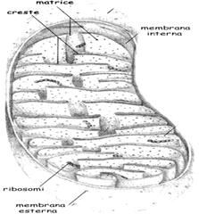 https://xoomer.alice.it/cyrano2510/mitocondrio.gif
