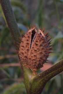 Datura stramonium (jimsonweed) - fruit - dehiscing