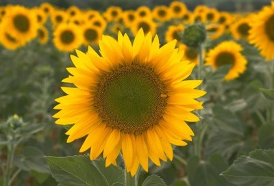 Girasoli