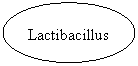 Oval: Lactibacillus
