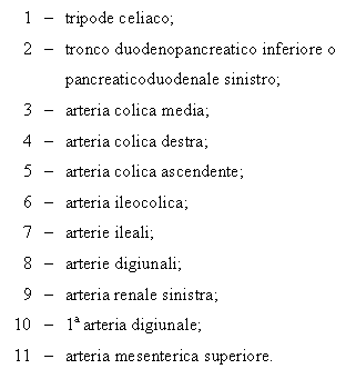 Text Box: 1 - tripode celiaco;
2 - tronco duodenopancreatico inferiore o pancreaticoduodenale sinistro;
3 - arteria colica media;
4 - arteria colica destra;
5 - arteria colica ascendente;
6 - arteria ileocolica;
7 - arterie ileali;
8 - arterie digiunali;
9 - arteria renale sinistra;
10 - 1a arteria digiunale;
11 - arteria mesenterica superiore.

