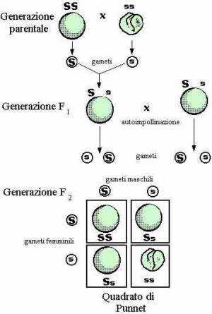 Http Www Mozzanica Net Uni Insubria 17 18 20dispense 20sbio 2017 2018 20matematica 20 2009 20probabilit E0 Pdf