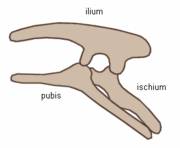 Struttra pelvica di Ornithischia