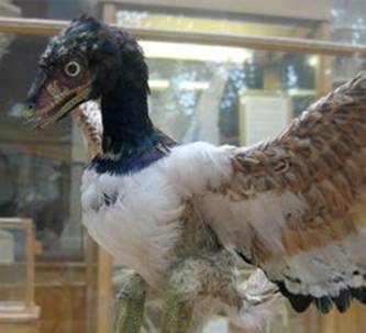 Modello di Archaeopteryx del Museo di Storia Naturale dell'Università di Oxford