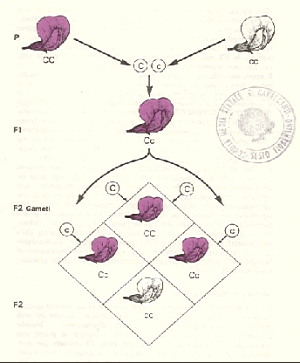 mendel2.gif (36930 byte)