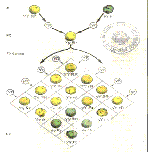 mendel3.gif (25217 byte)